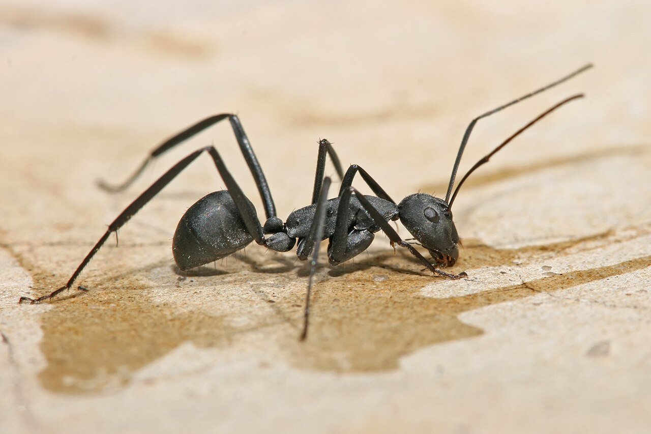10 Effective Tips for Controlling Ants
