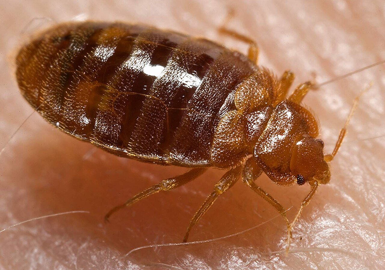 Bed Bug Prevention Tips