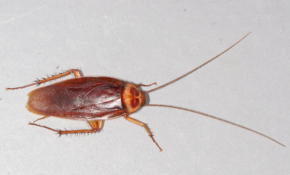 Ultimate Guide to Cockroach Control