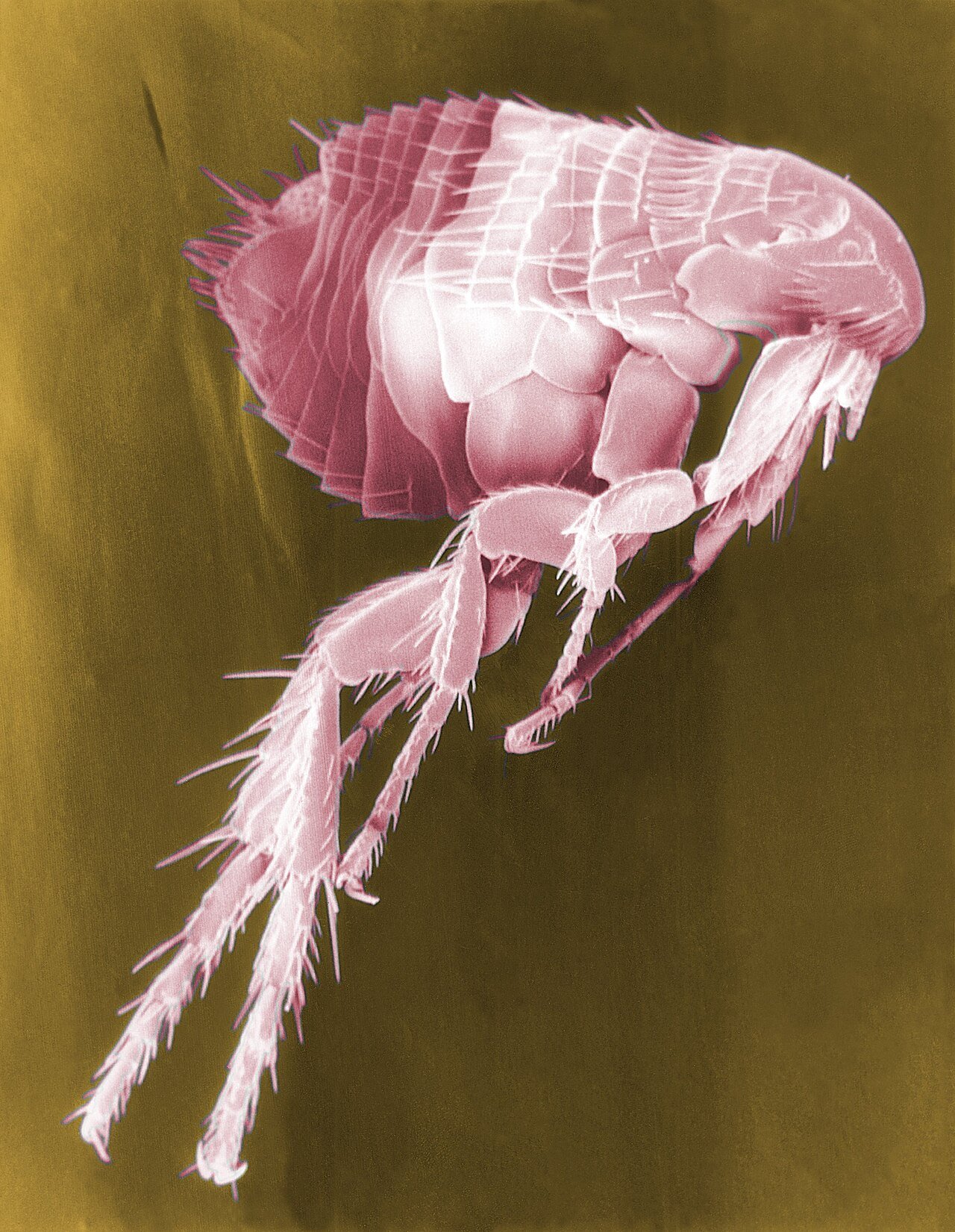 Flea & Tick Control