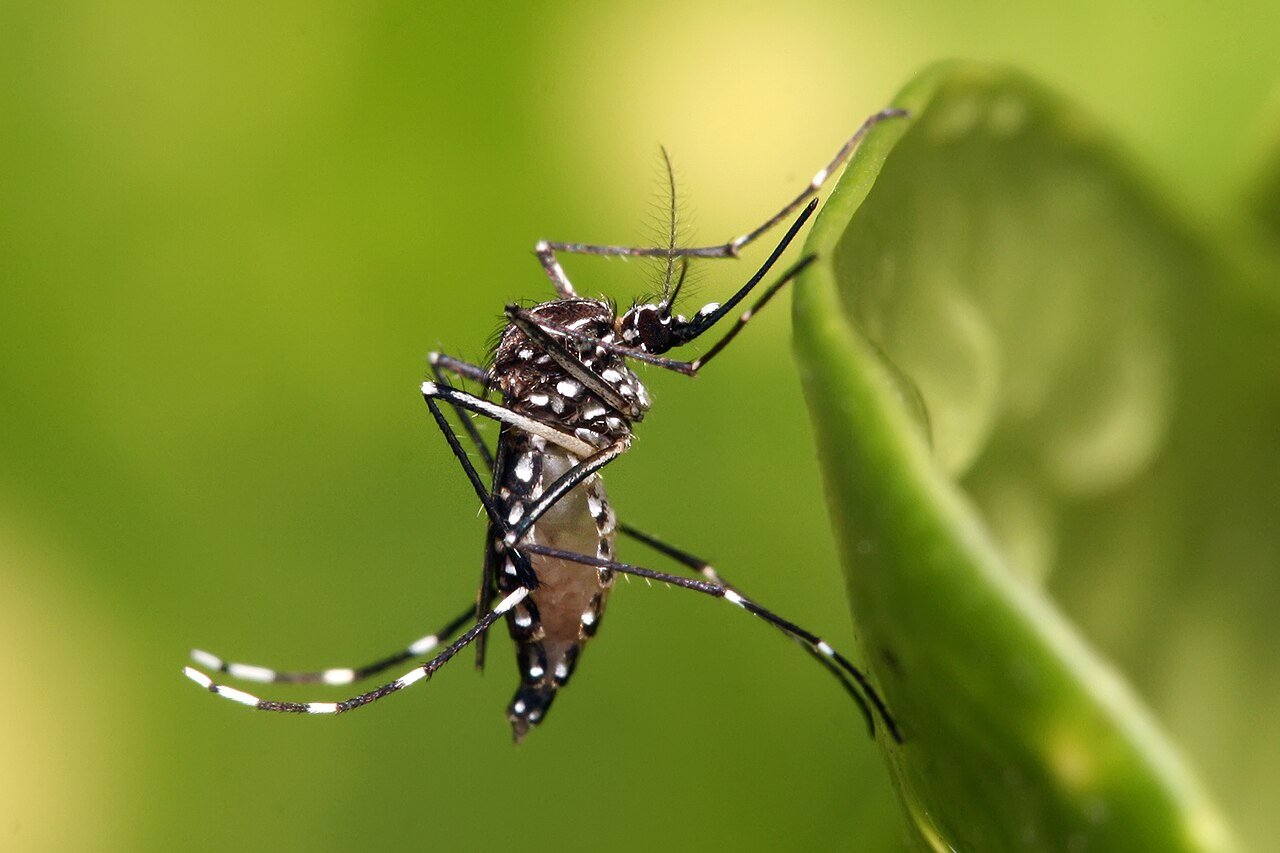 5 Ways to Prevent Mosquitoes in Your Yard