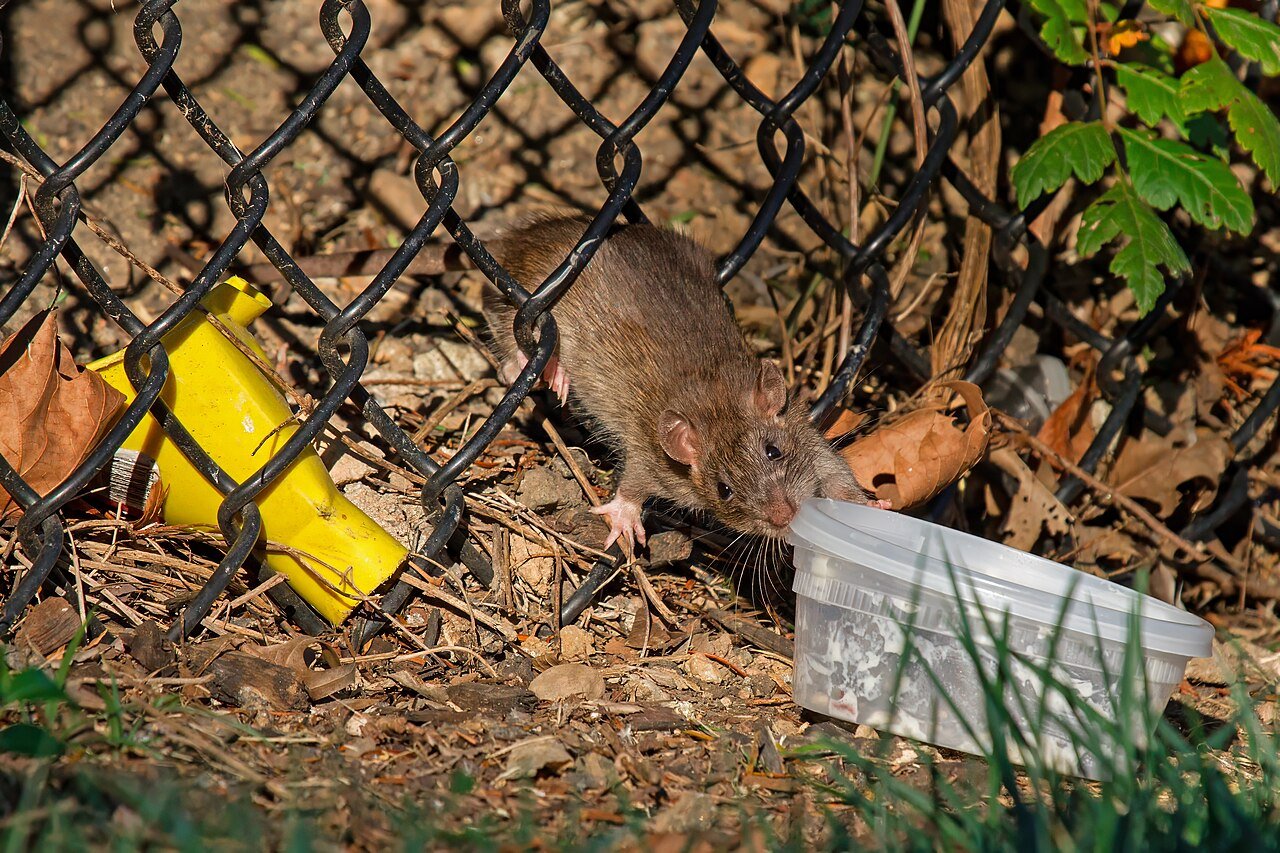 Signs of Mice in the Walls