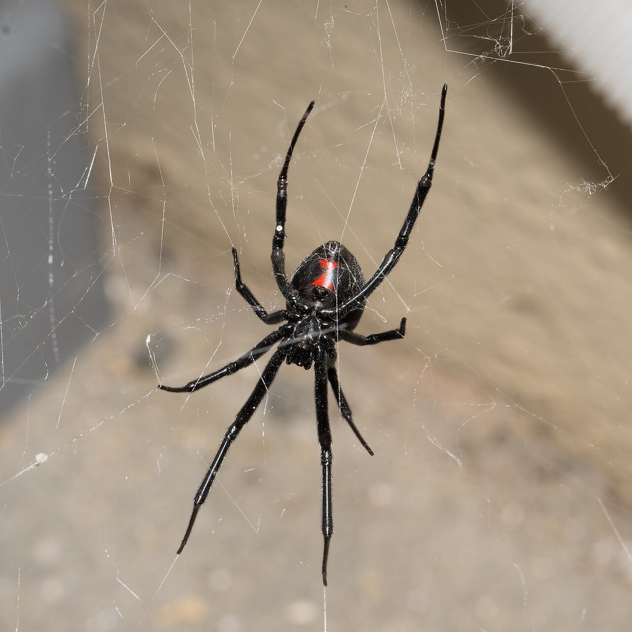 Why Spiders Come Inside During Fall