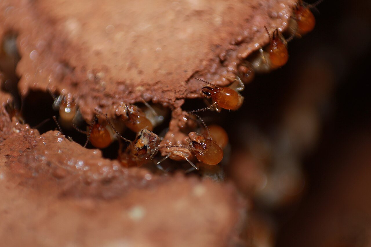 Termite Inspection Guide