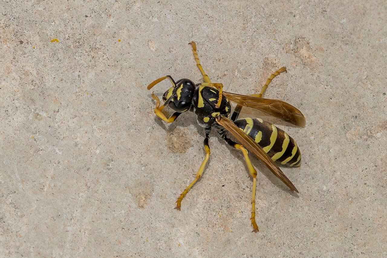 Safe Wasp Nest Removal: What to Know